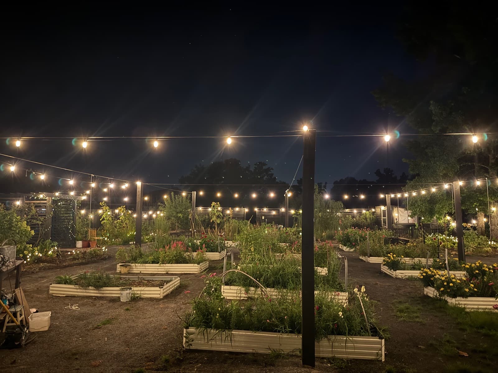 Taylor's Field flower farm at night with string lights illuminating raised garden beds