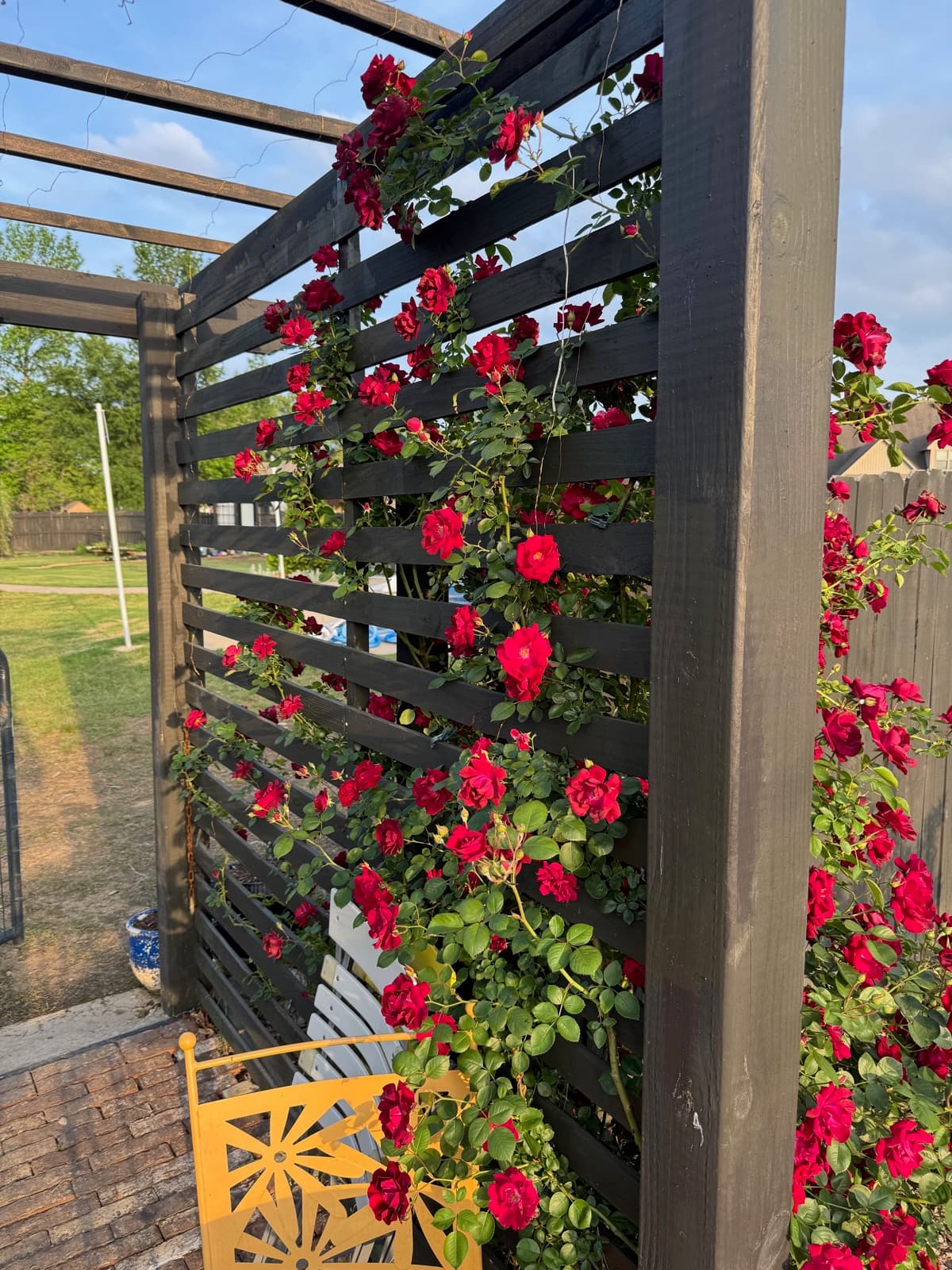 Red climbing roses on a trellis