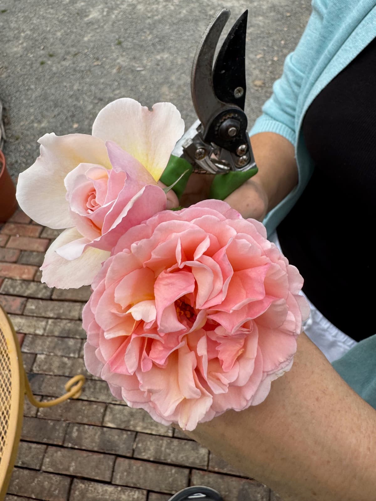 Freshly cut pink garden roses