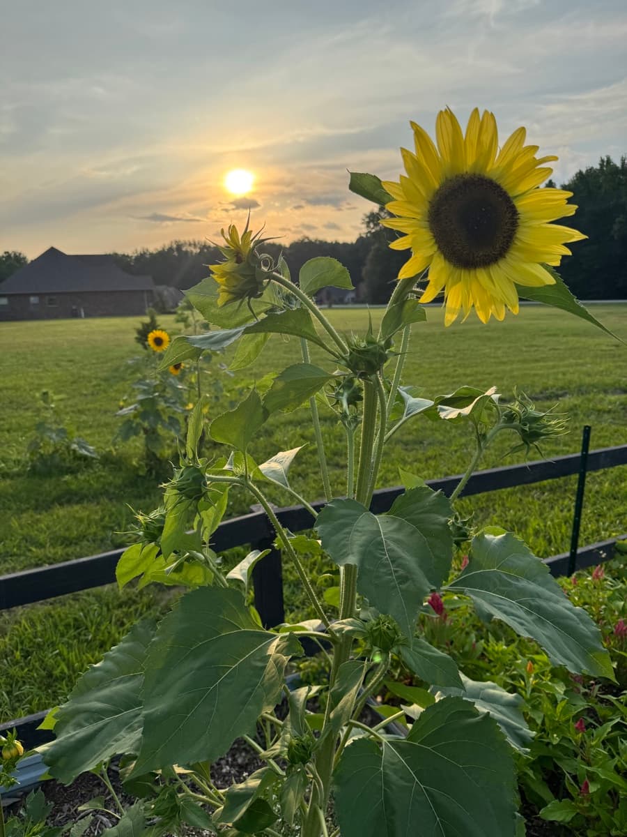 Sunflower at sunset in the field